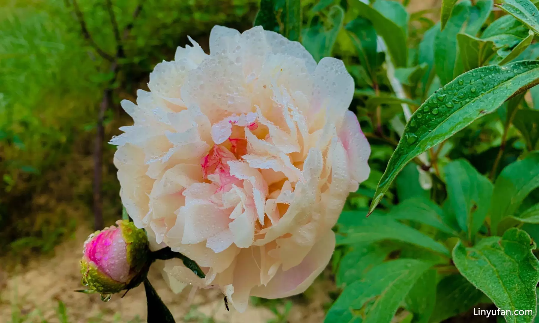 图片[11] - 栀子花、石榴花也开了 - 登山亦有道