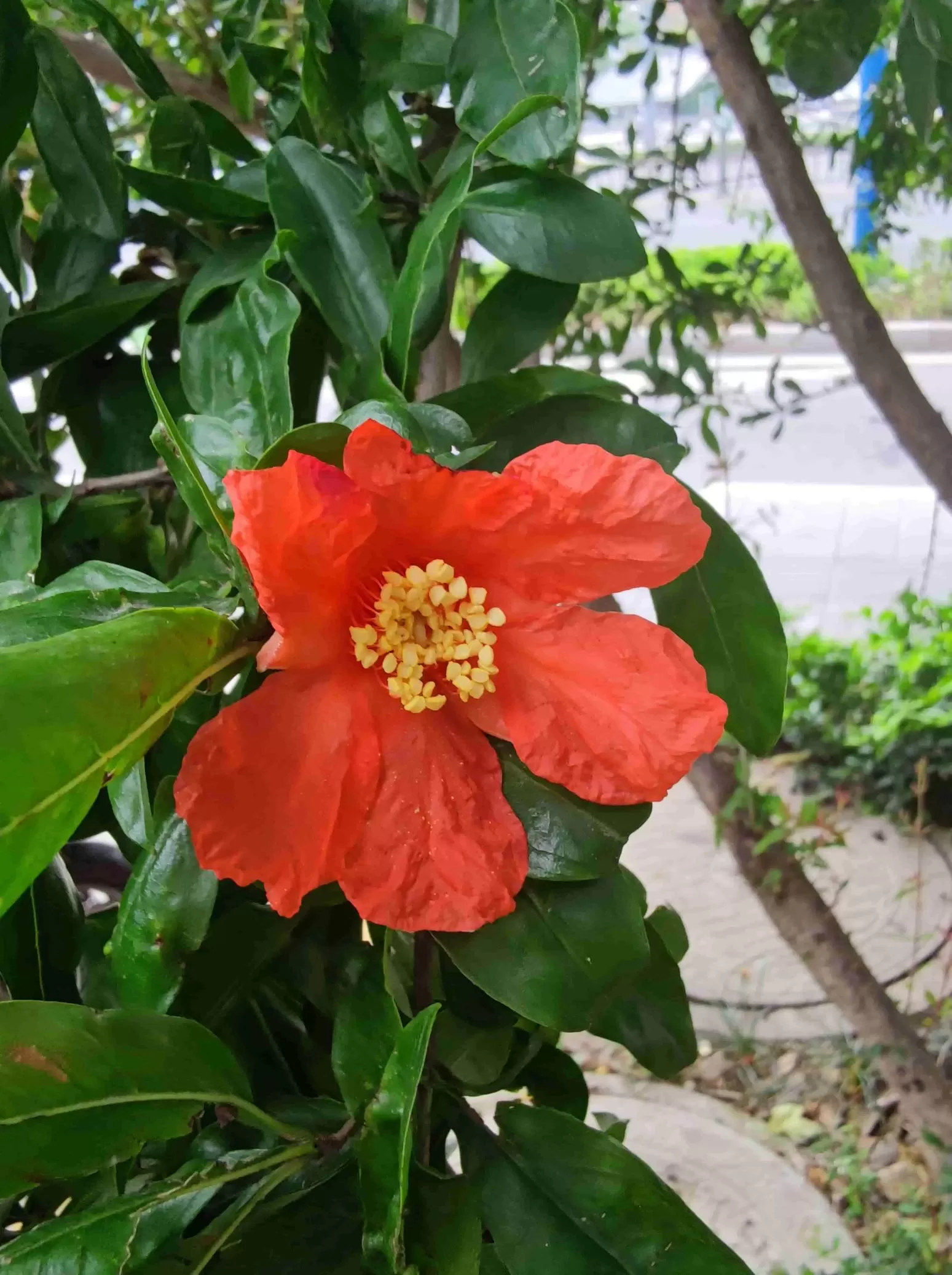 图片[3] - 栀子花、石榴花也开了 - 登山亦有道