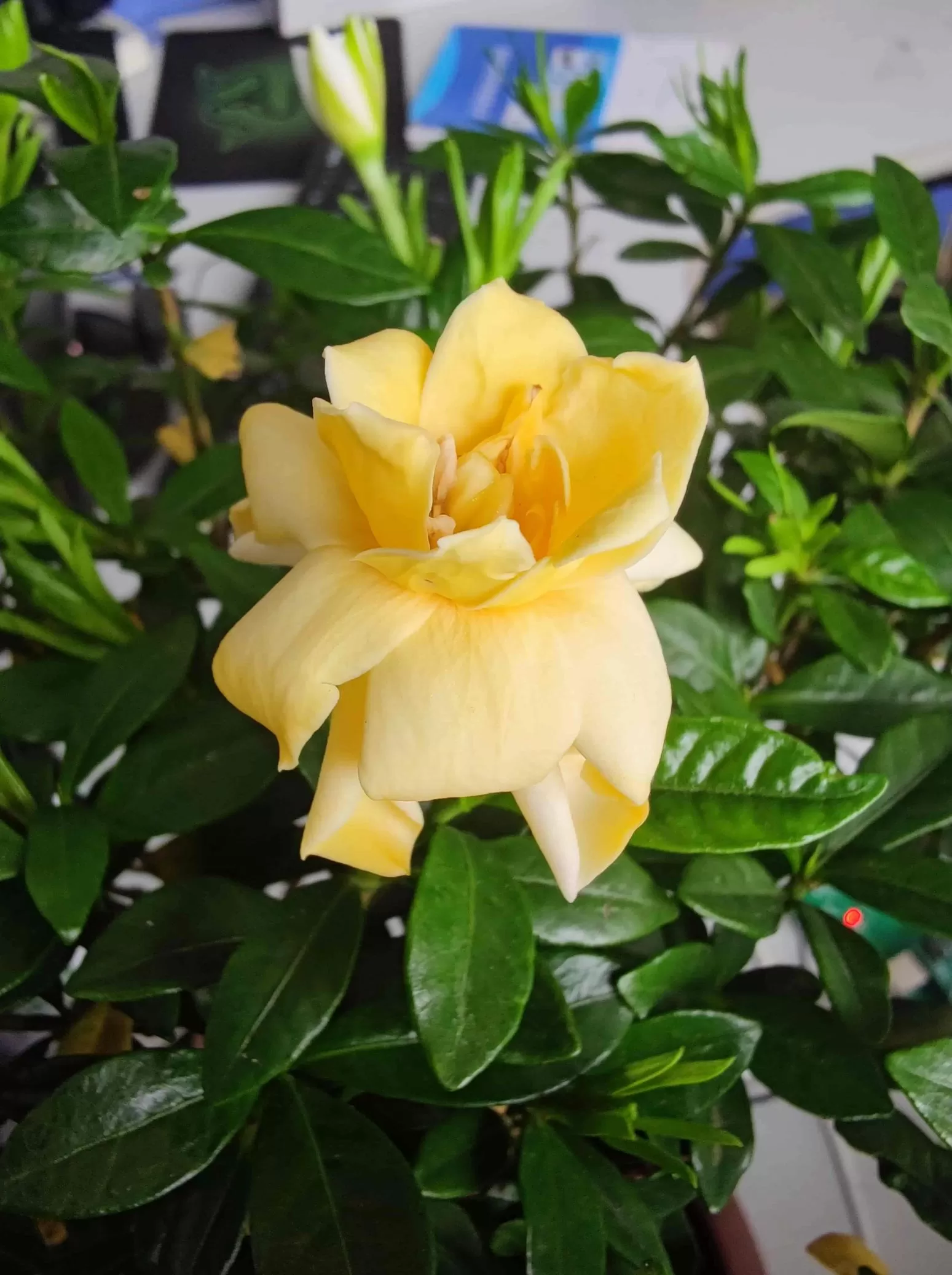 图片[4] - 栀子花、石榴花也开了 - 登山亦有道
