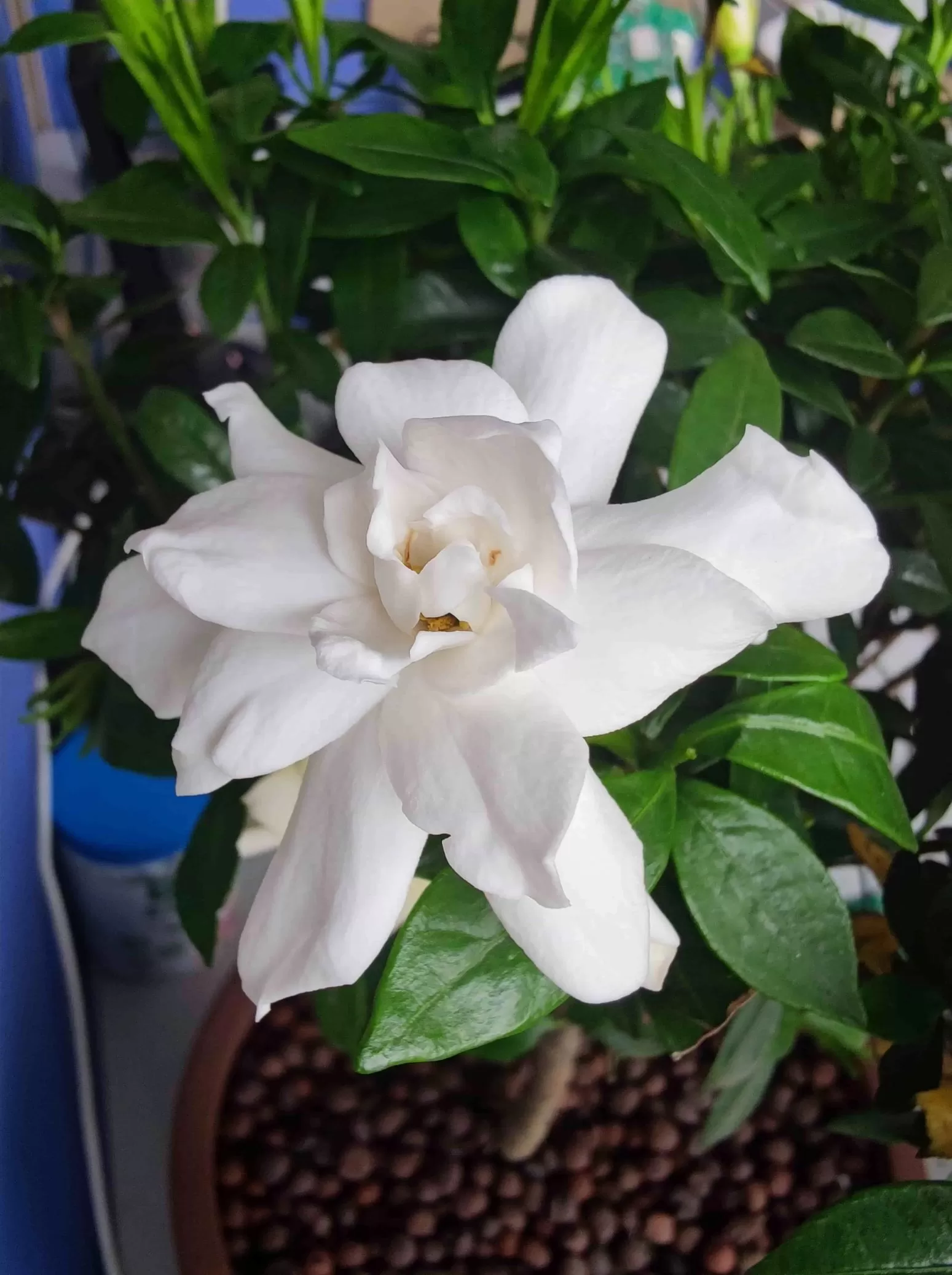 图片[5] - 栀子花、石榴花也开了 - 登山亦有道