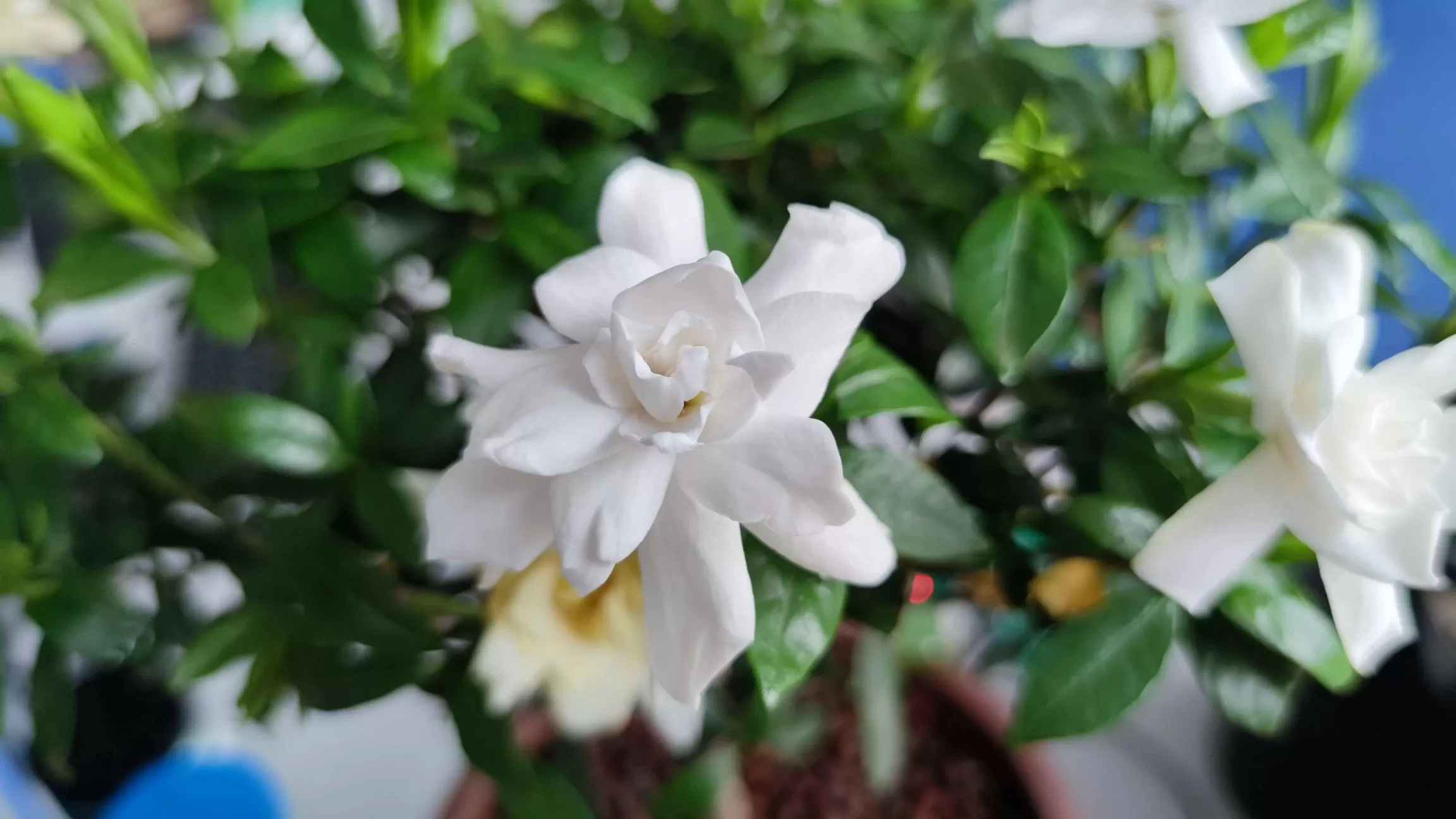 图片[6] - 栀子花、石榴花也开了 - 登山亦有道