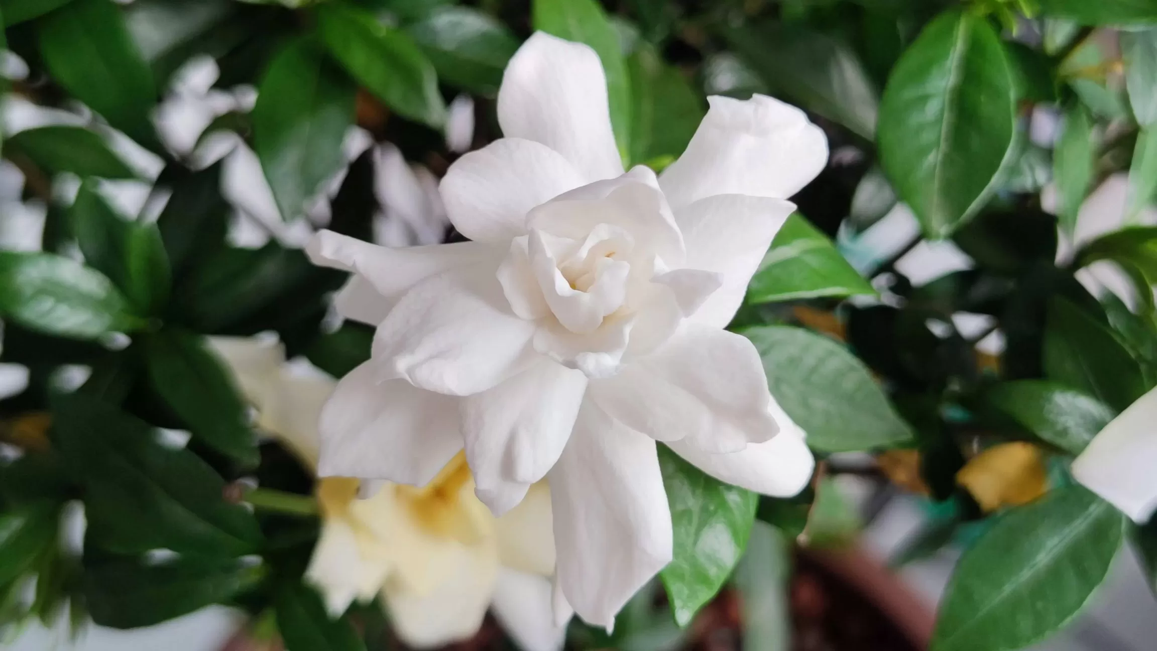 图片[9] - 栀子花、石榴花也开了 - 登山亦有道